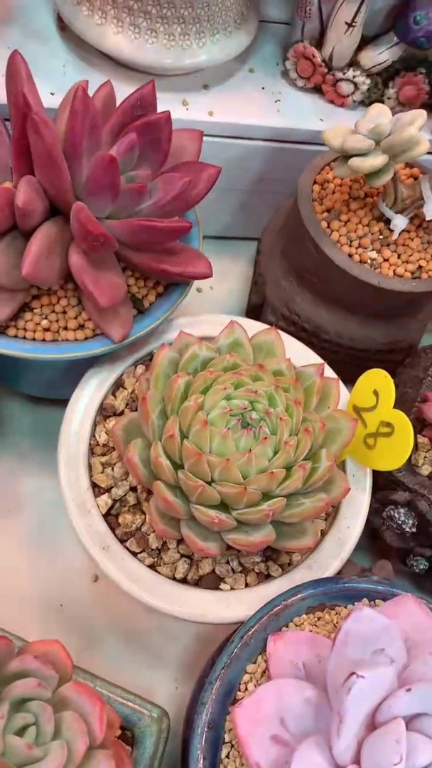 28 模特区 雪花珍妮