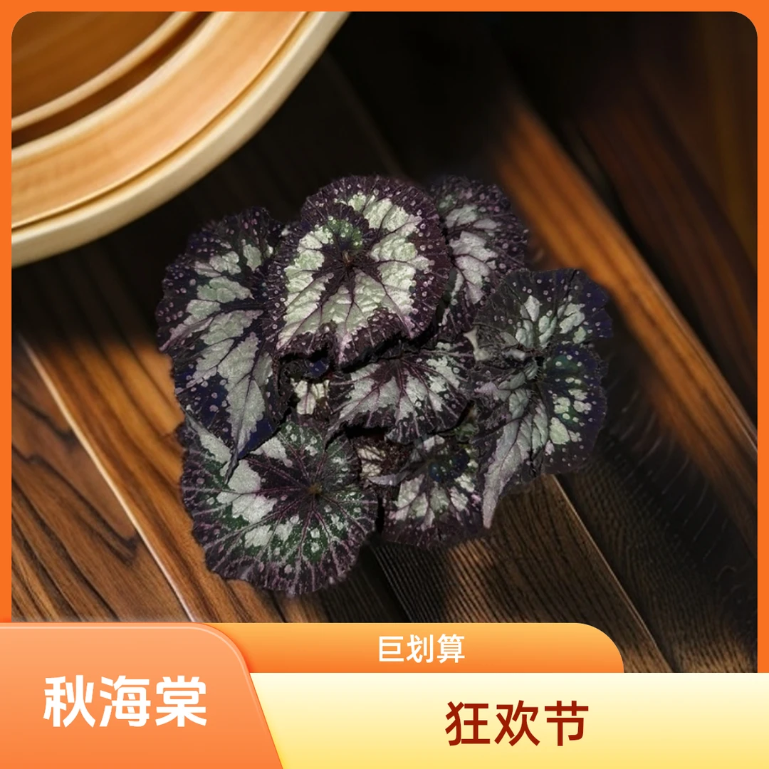 狂欢节 秋海棠 一颗包邮无售后 完美主义者勿拍