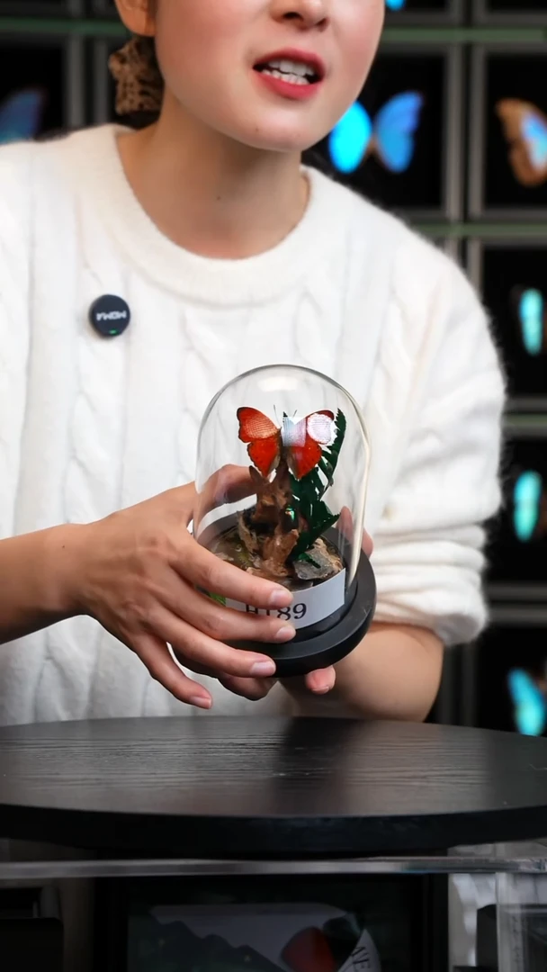 蝴蝶标本摆件竞拍H189