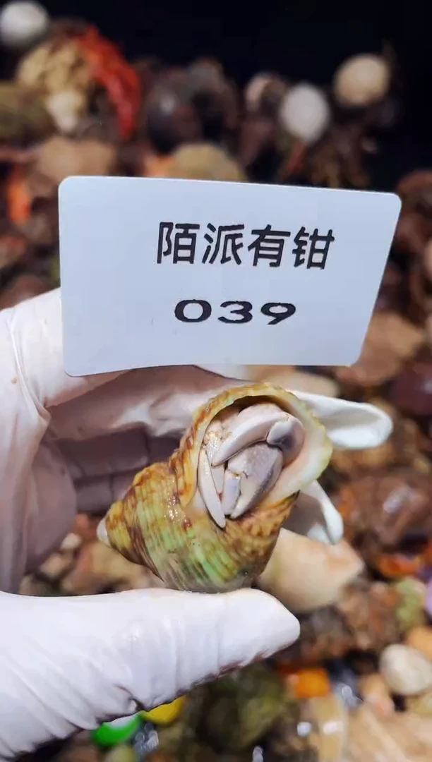陌派有钳寄居蟹039