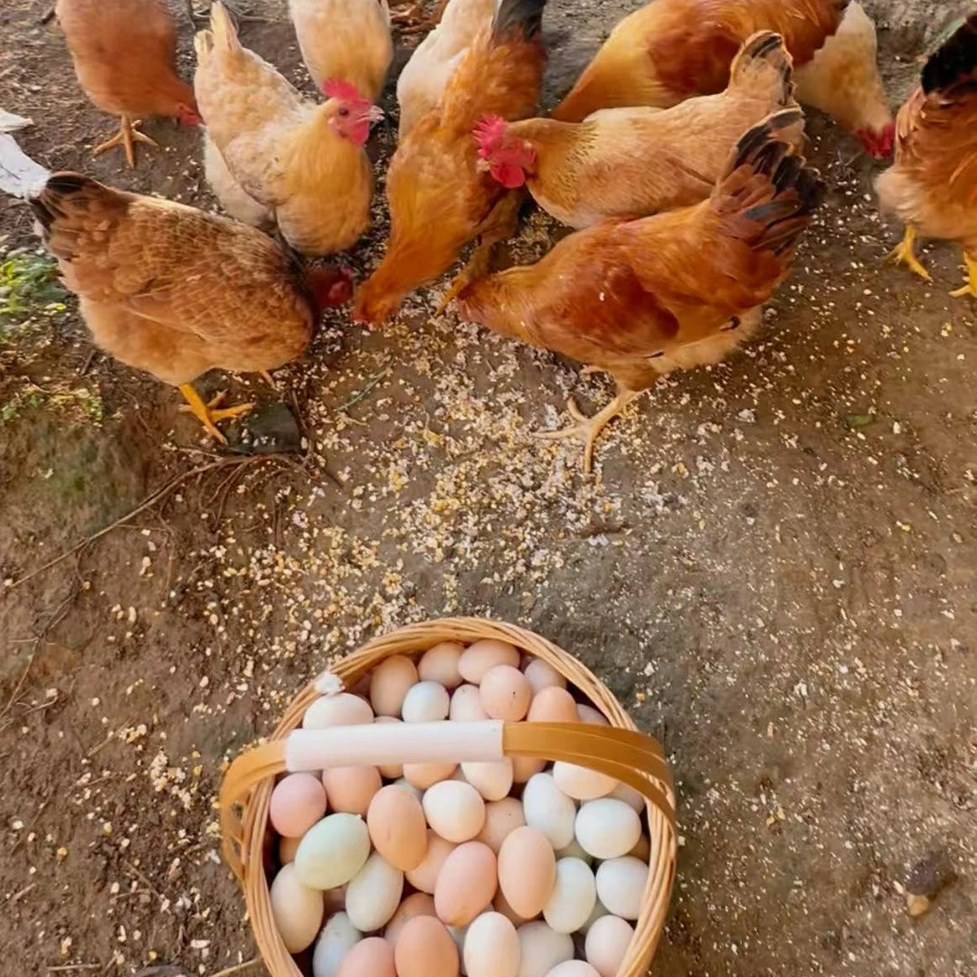 【三妹专属】50枚新鲜土鸡蛋散养五谷喂养土鸡蛋现捡现发