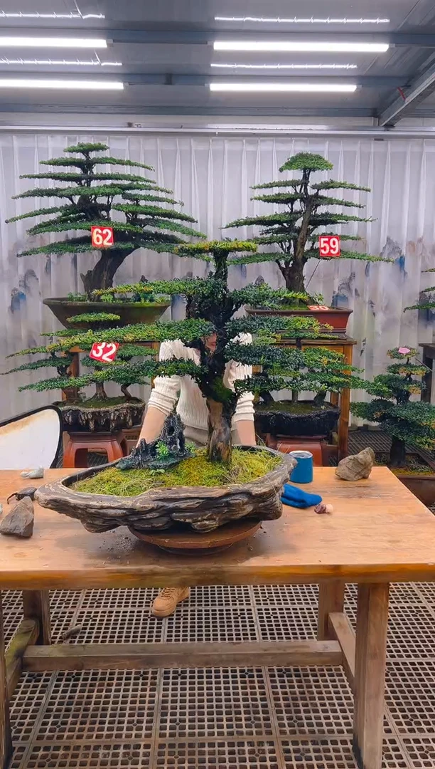 无花朵龙*胎精品盆景直播间一物一拍