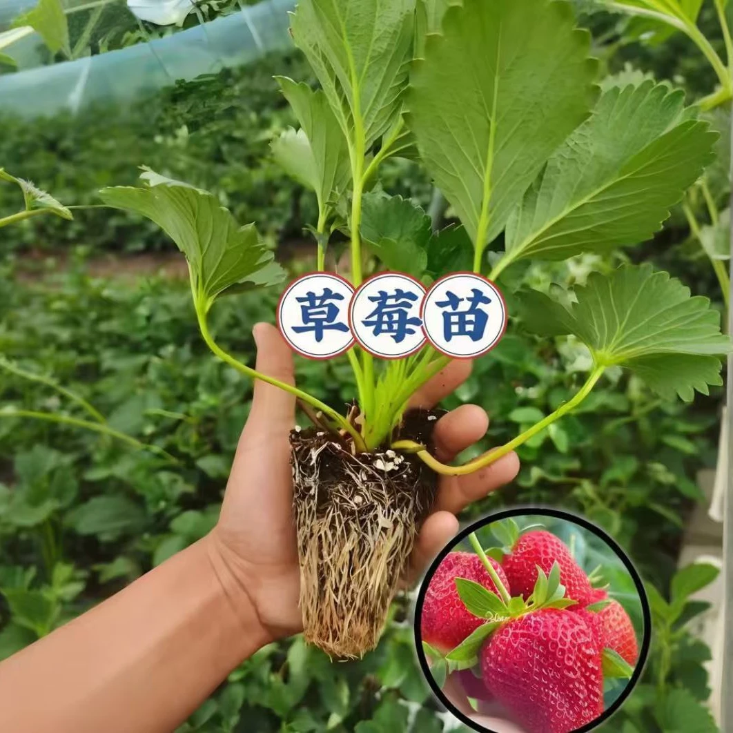 【草莓苗】家庭阳台庭院种植四季可种易栽易活