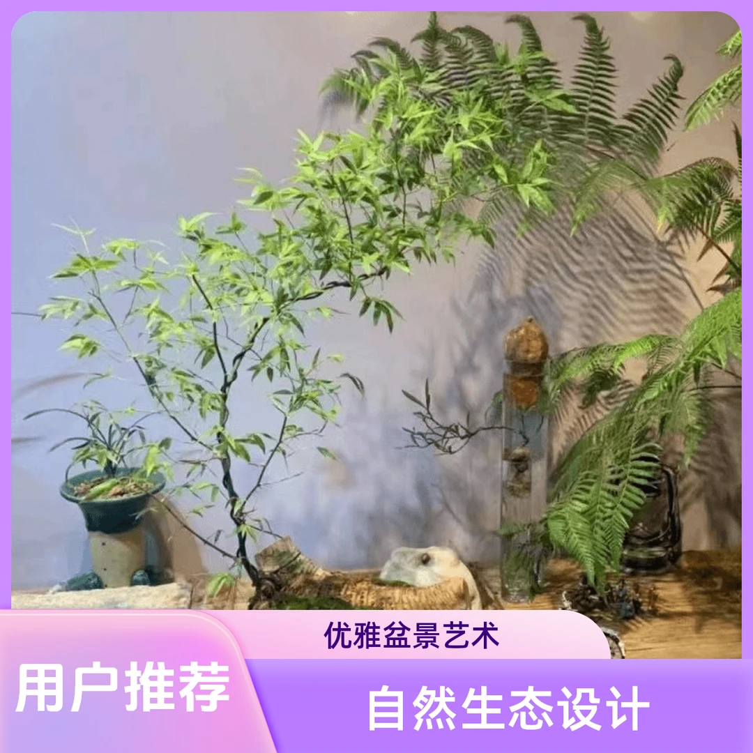 正宗小叶簕竹造型盆景植物关山桌面盆景素材罗汉竹竹子小叶簕竹