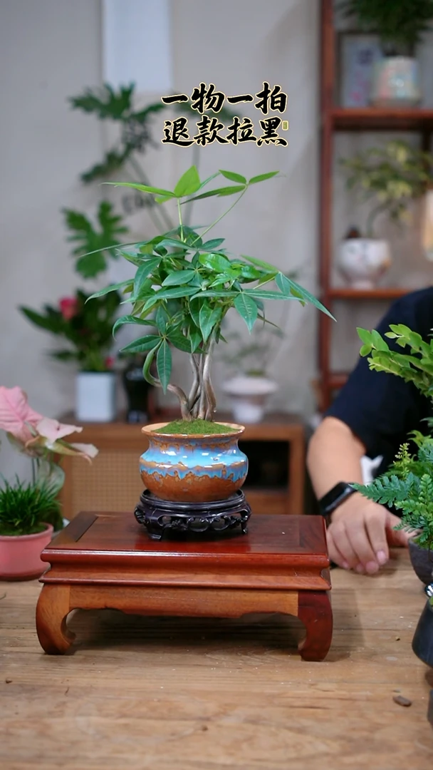 完全开放t****5发财树120