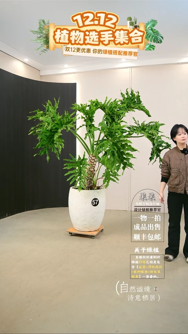 无花朵E****h大老桩龙鳞春羽连盆种好栽好一整套送货上门