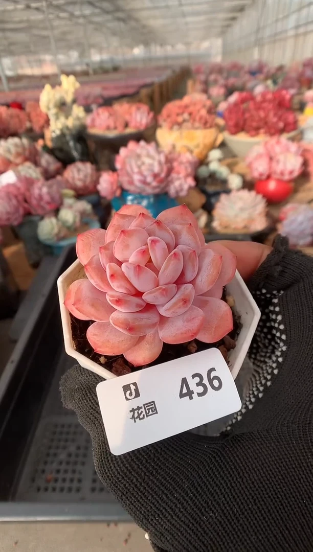 436星星橙多肉植物一物一拍