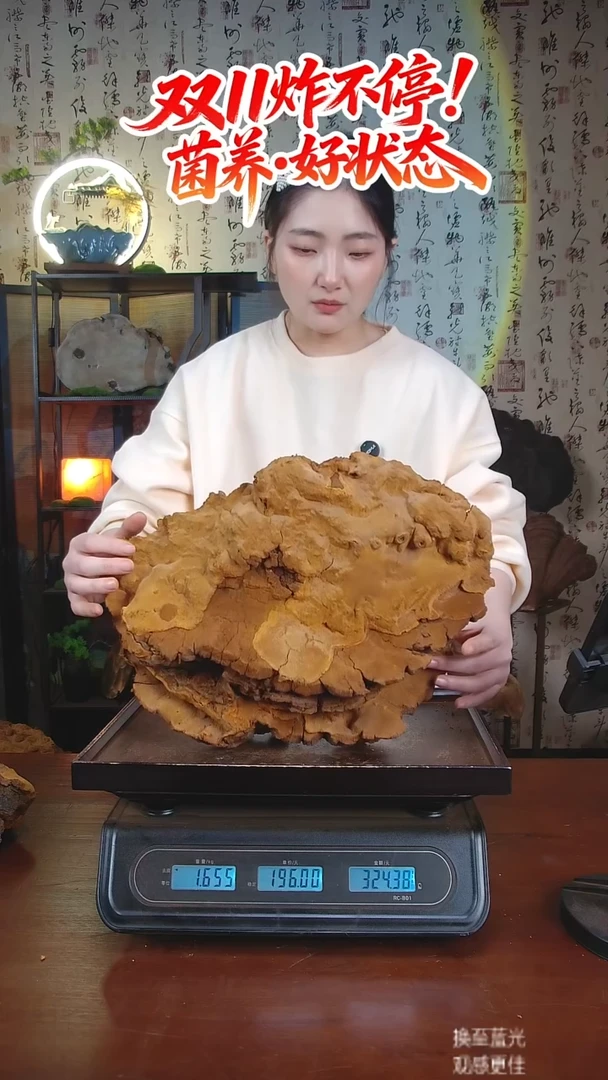 松针层孔菌中国大陆【藏区 野生】松树桑黄（3.31斤）40-50年份