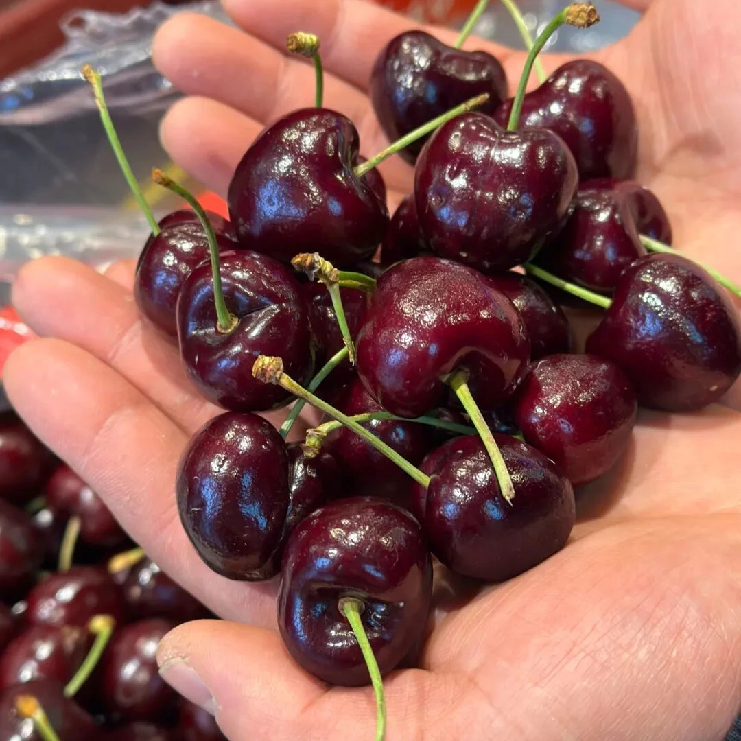 【榴莲鲜生】空运智利车厘子桑提娜，JD-5JD规格1斤-5斤桑提娜智利