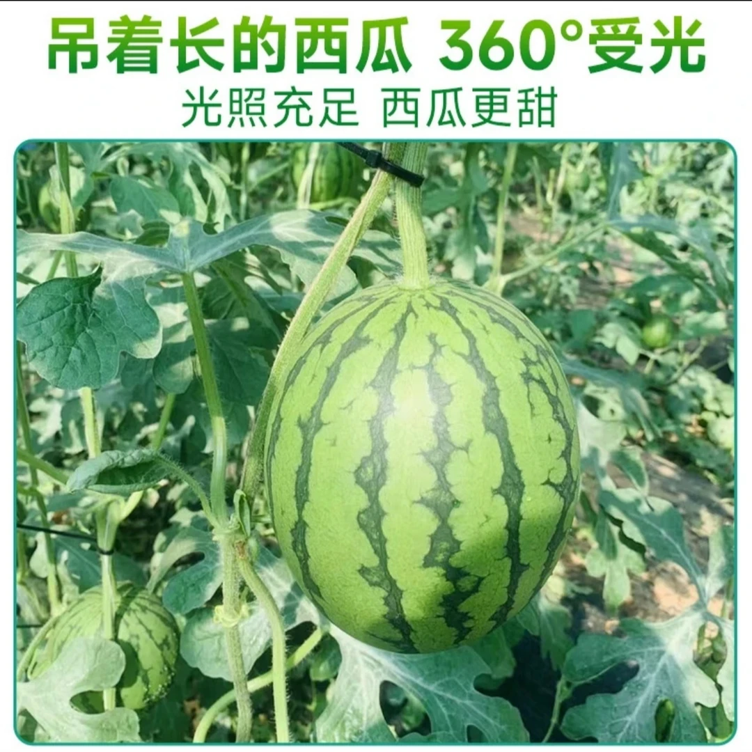 1个装 庞各庄西瓜头茬暖棚小吊西瓜2斤左右北京市