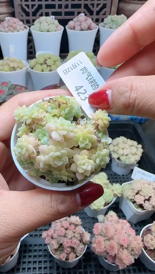 1112-423（群生不包整）