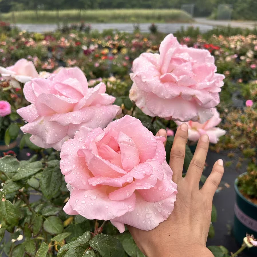 伟大世纪 粉色超大花 四季勤花阳台庭院植物盆栽仙女月季花苗
