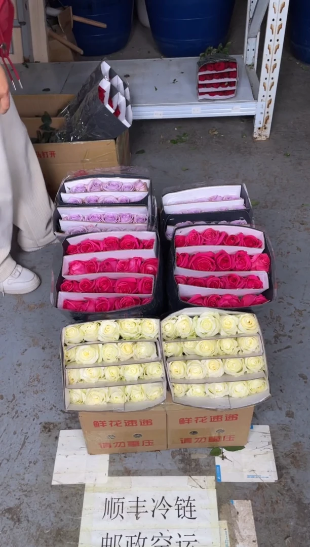 骄傲20枝+佛洛依德20枝+海洋之歌20枝