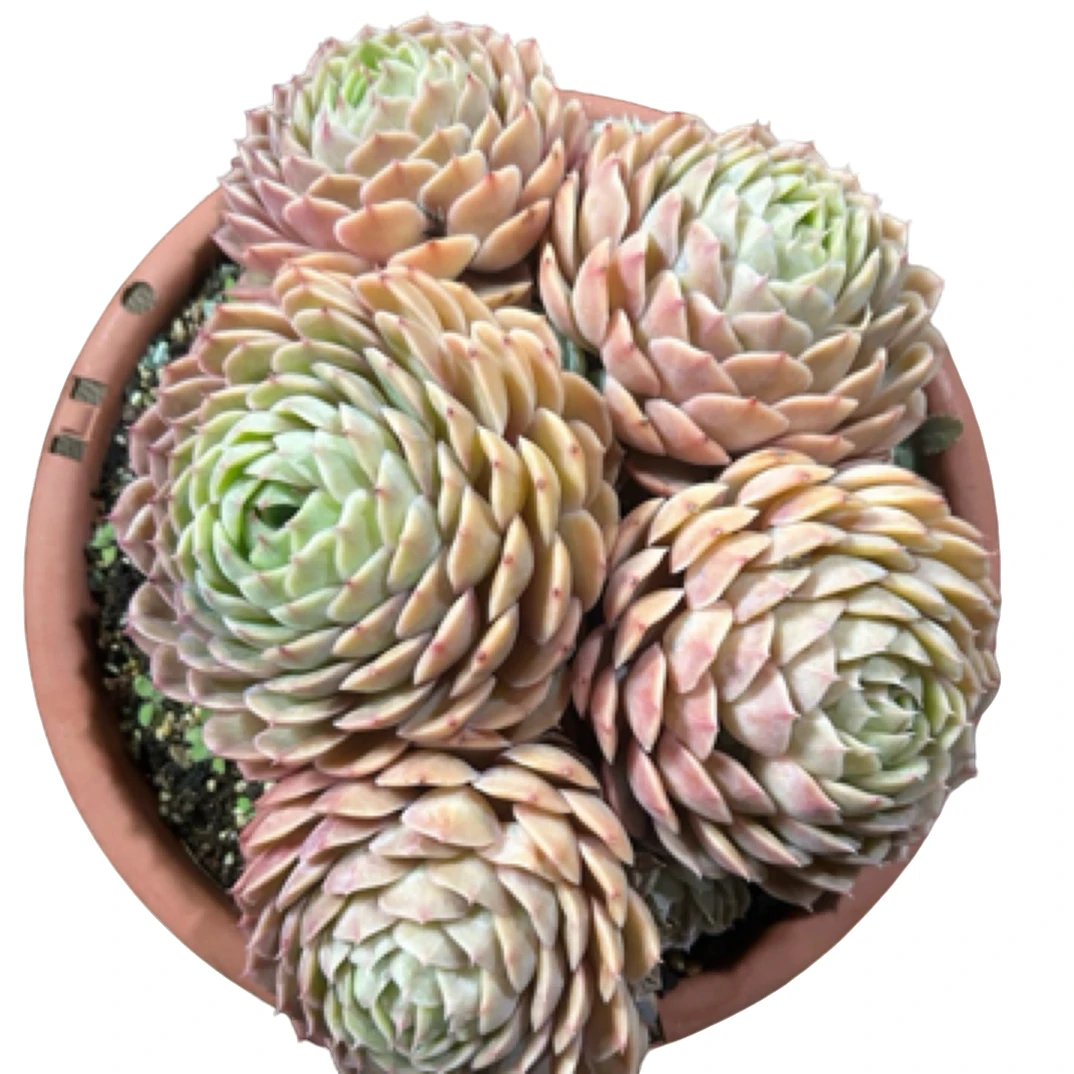 眼镜多肉（黄金昂斯诺）整装老桩飘枝盆栽盆景多肉