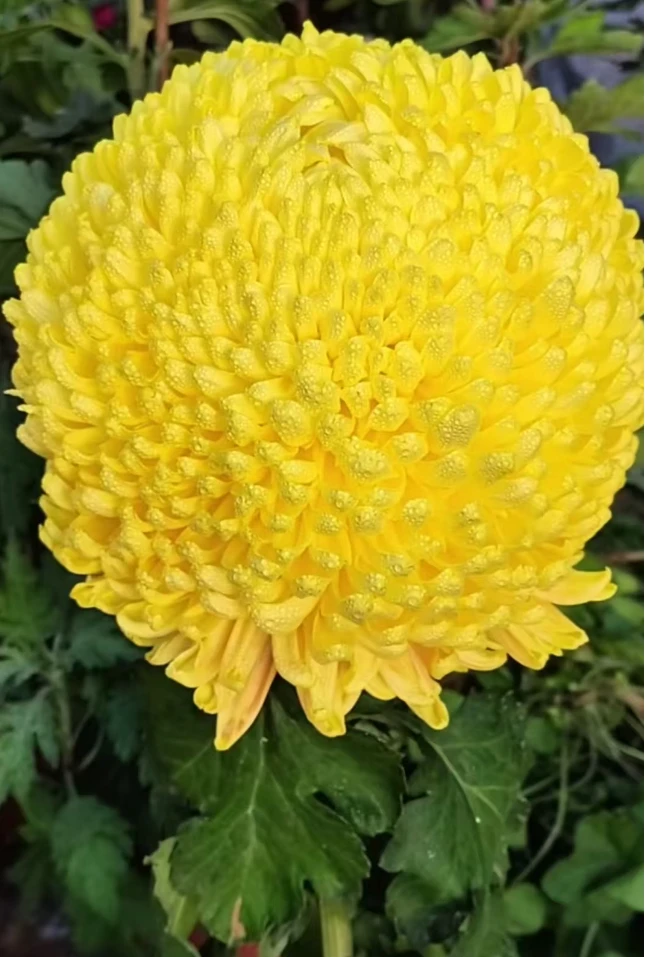 【黄国华】 菊花苗 高端大气 开花艳丽 花期长耐热耐寒易成活