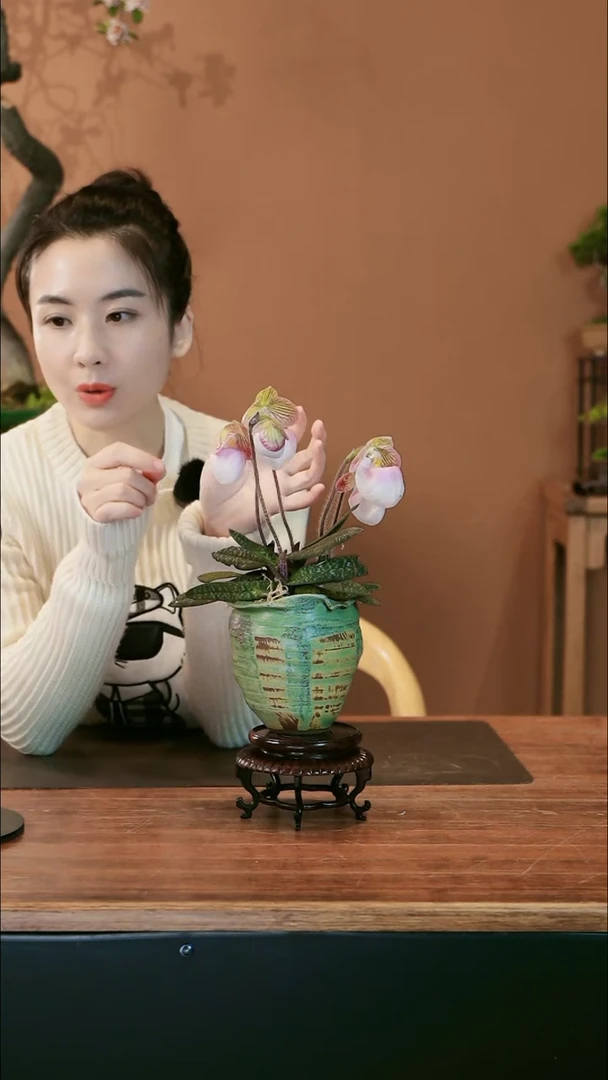 仙女兜盆景盆景盆景