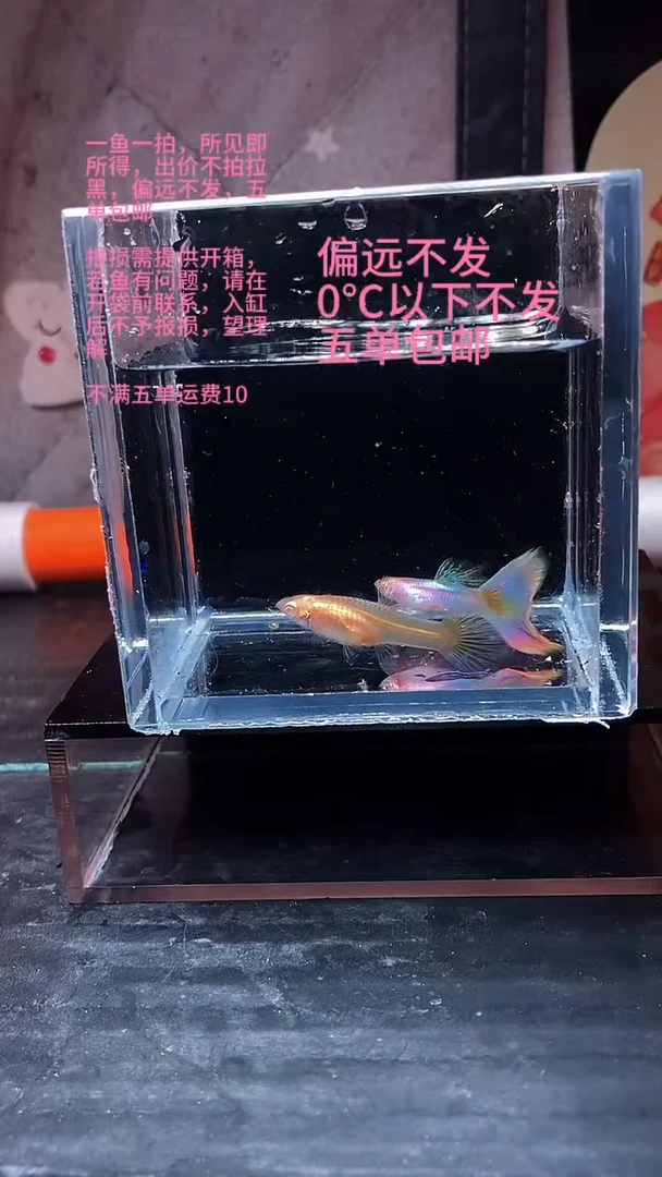 孔雀鱼孔雀鱼 18