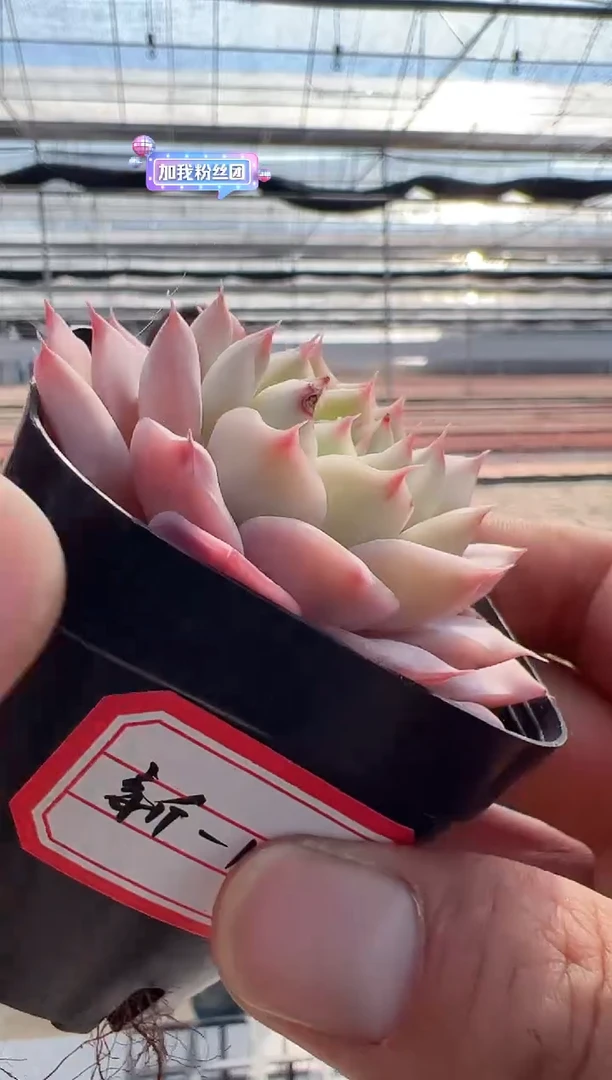 【闪购商品】东云新-15