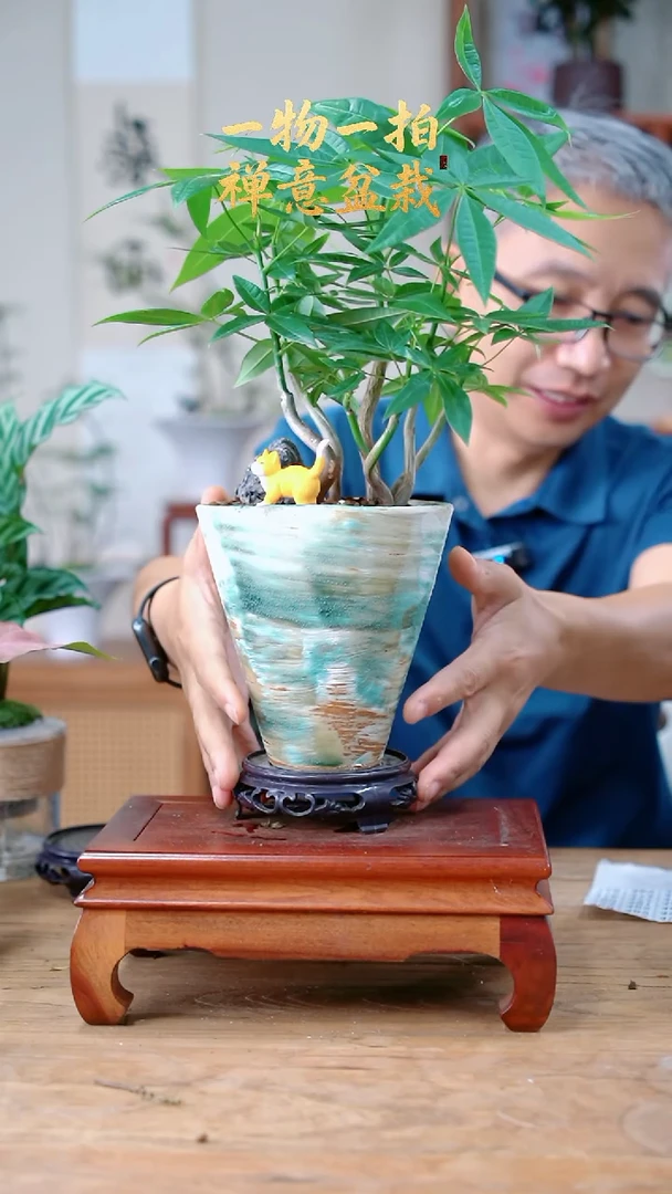 完全开放東*发财树468