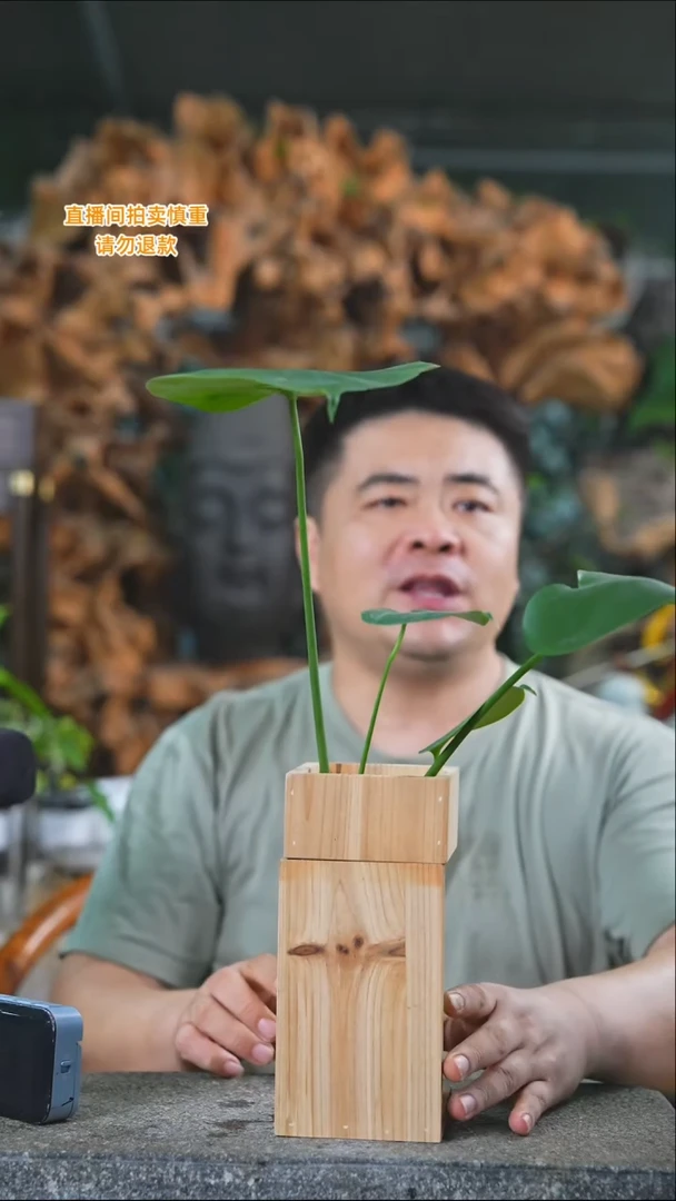 完全开放龟背竹218T