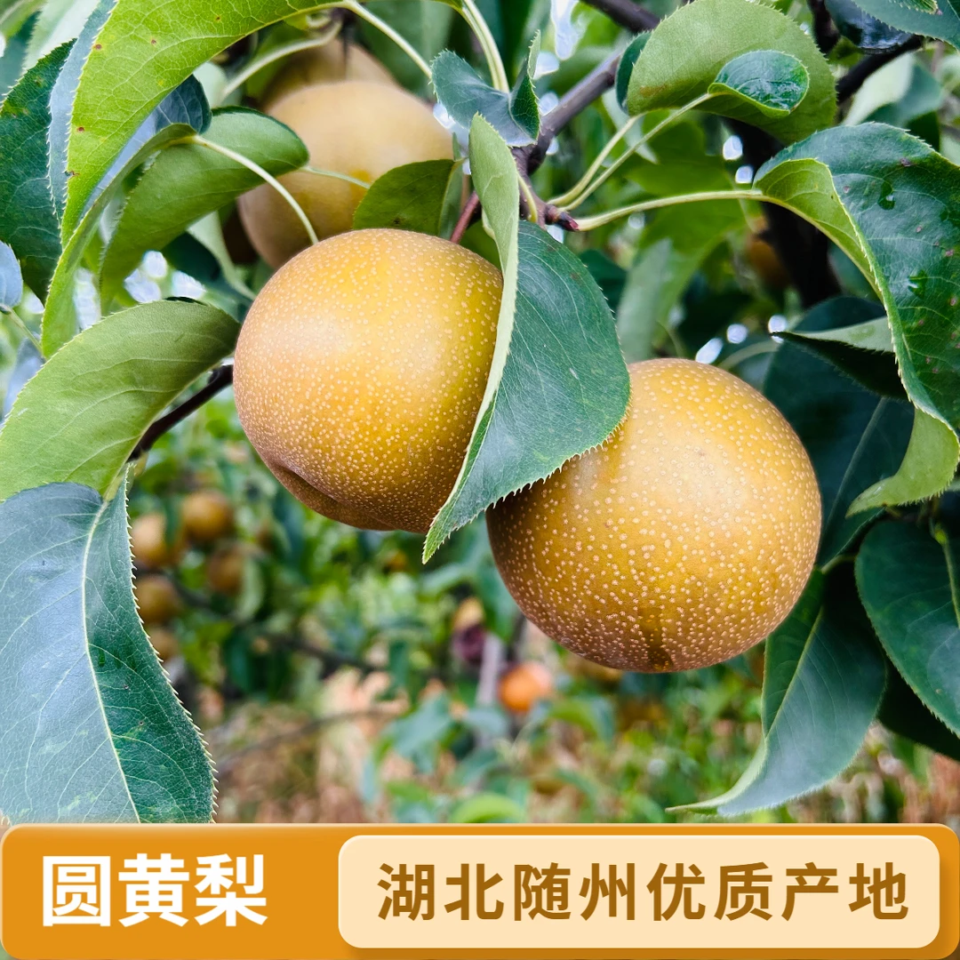 随州黄花梨梨子当季新鲜水果细腻清甜多汁现摘现发5斤顺丰包邮