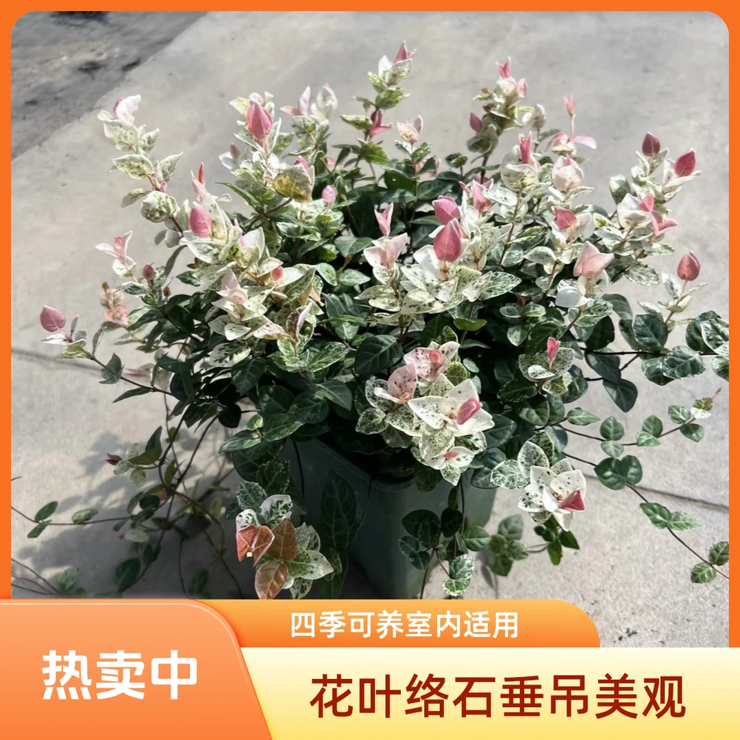 【花叶络石彩叶络石】花苗盆栽四季垂吊爬藤植物室内阳台花卉