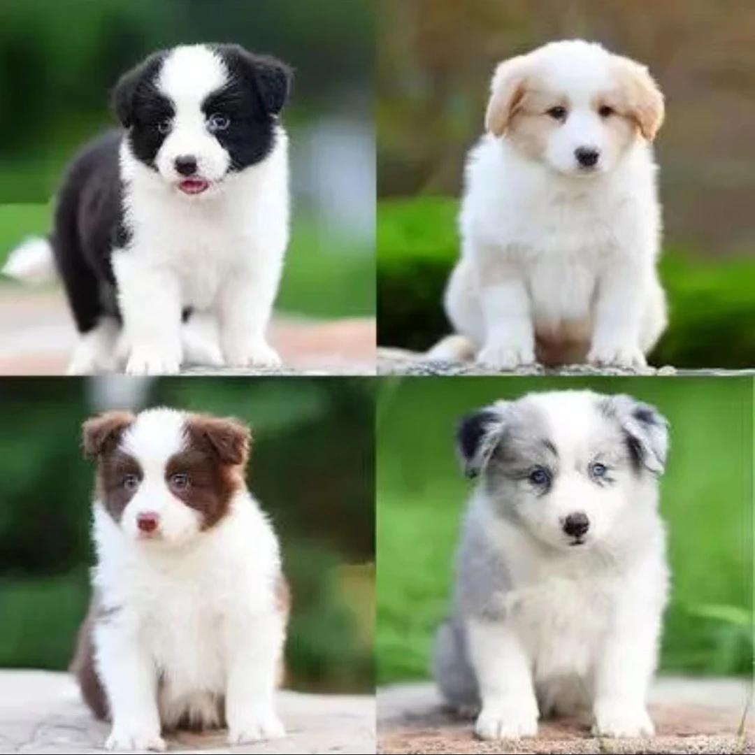 【慧姐星宠】狗狗活体链接