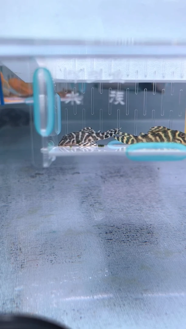 清道夫4.5+不包入缸损36