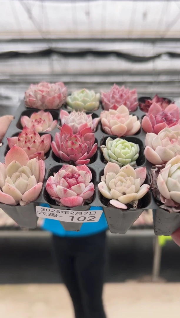 【闪购商品】穴盘-102