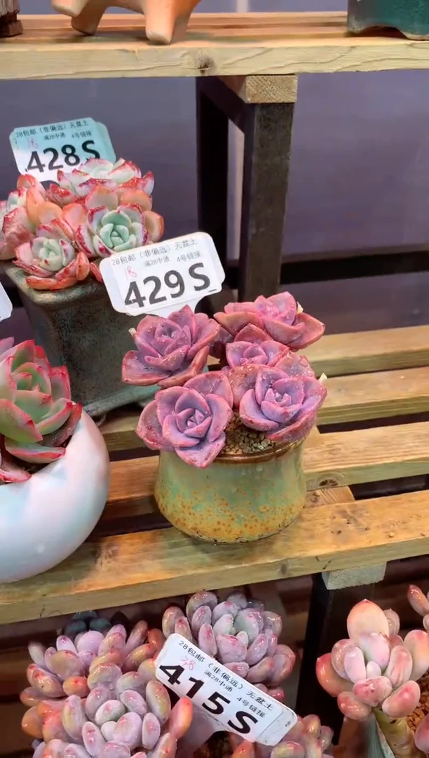 429S（一物一拍，精品多肉，所见即所得 ）