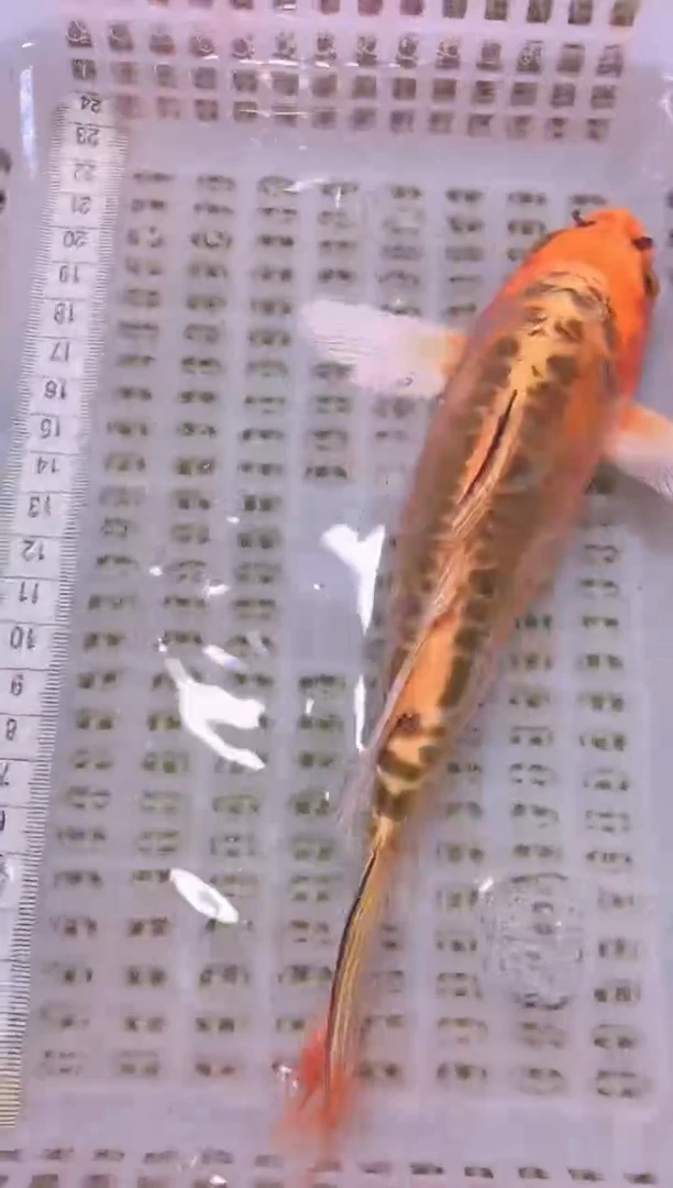 锦鲤冷水观赏鱼全场包邮148