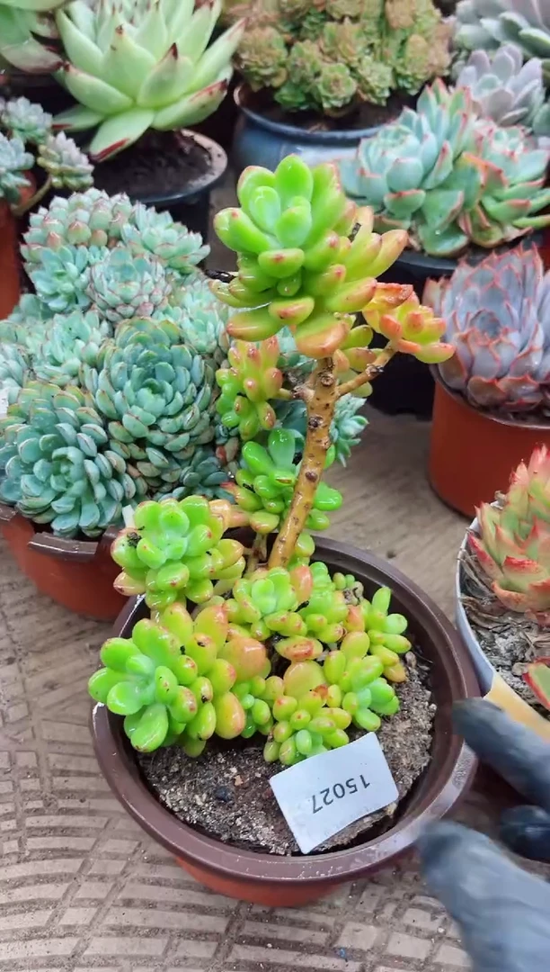 Y***…15027多肉植物一物一拍