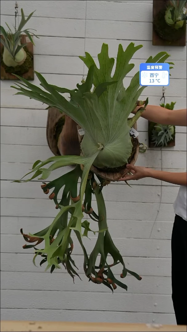 完全开放A527何其美