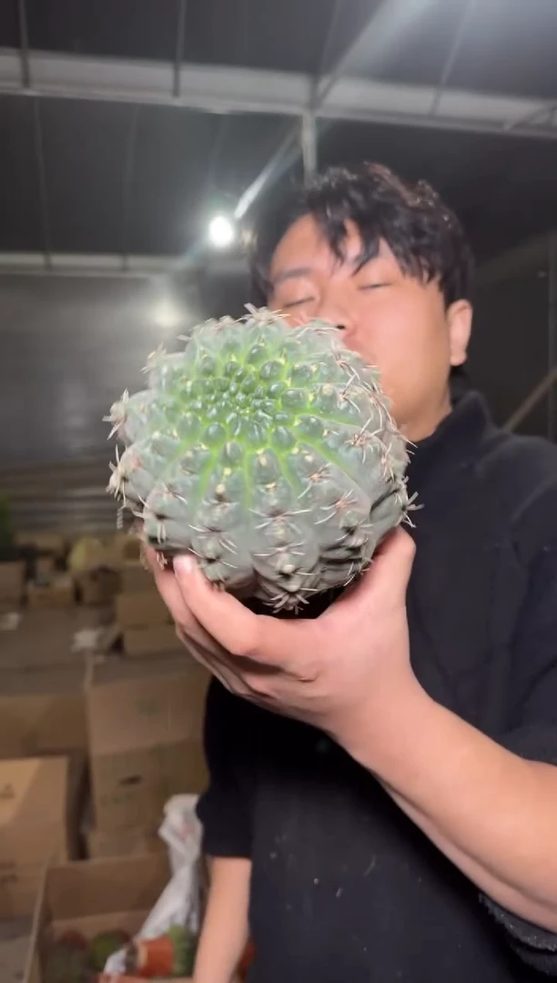 实生根 绯花玉 10-14cm