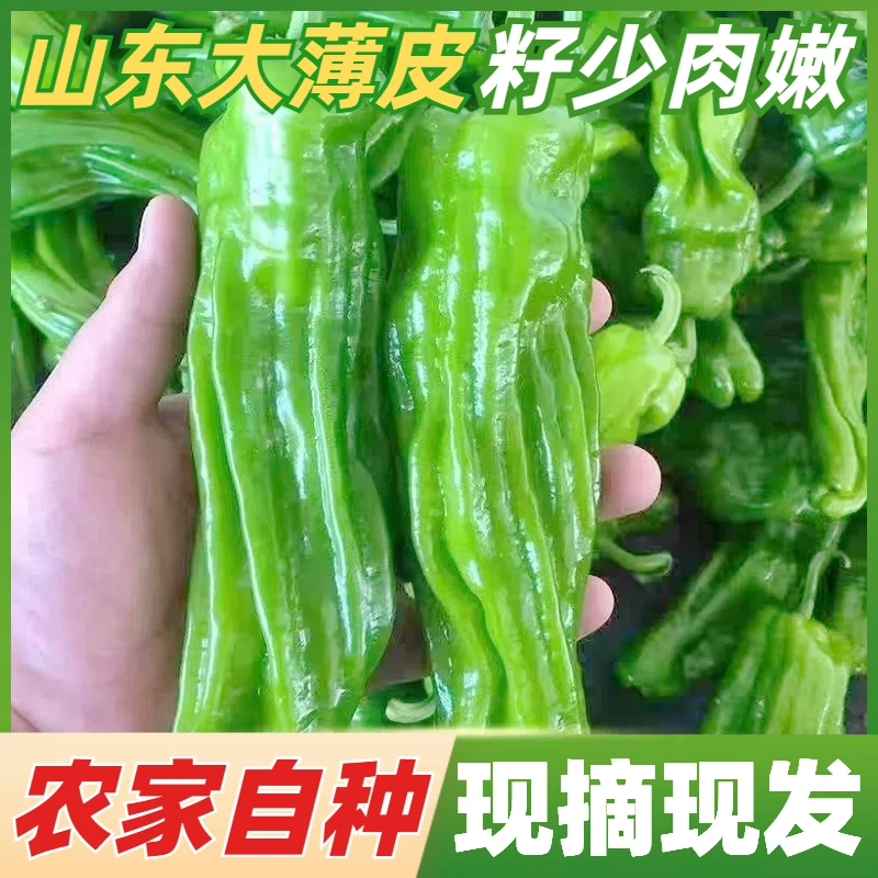 山东大薄皮青椒微辣籽少脆嫩现摘现发青辣椒新鲜蔬菜虎皮青椒包邮