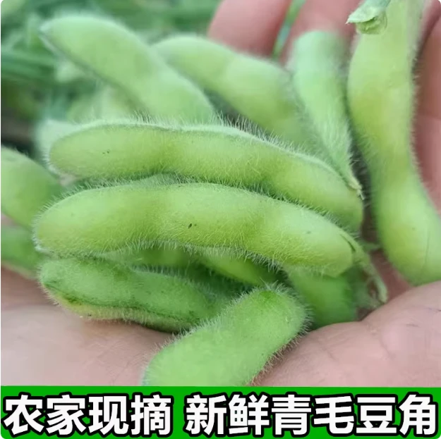 新鲜青毛豆角现摘青豆农家生毛豆米卤煮带壳大青豆荚蔬菜5斤鲜嫩