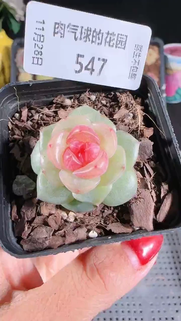 多肉1128-547bl-4群生不包整