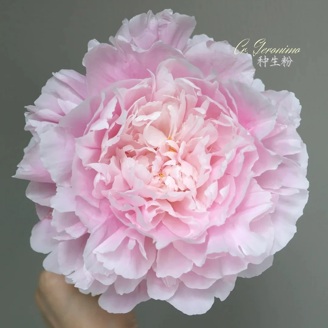 菏泽 君悦 国产品种 芍药花苗观赏重瓣