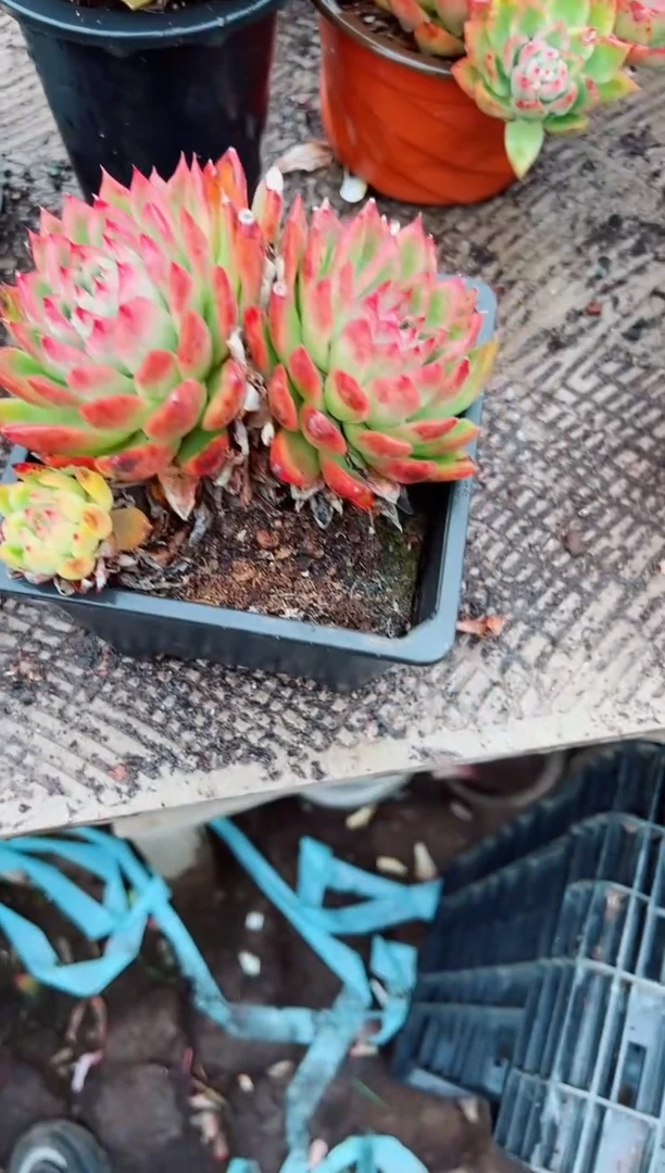 赵*y多肉植物一物一拍02134