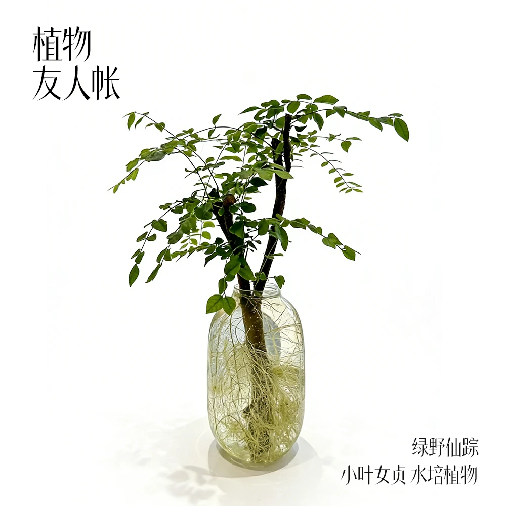 小叶女贞水培绿植绿野仙踪系列植物友人帐网红植物桌面盆景