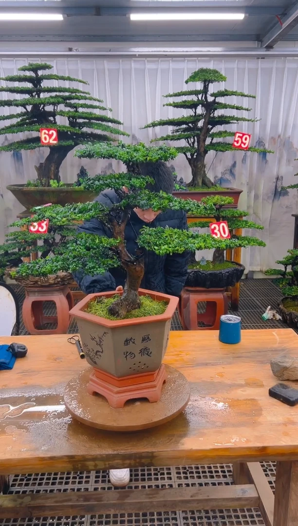 无花朵精品盆景直播间一物一拍
