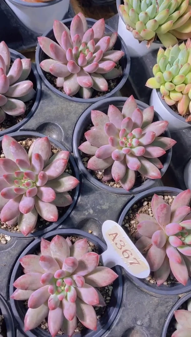 A367-虞美人-6厘米-脱土