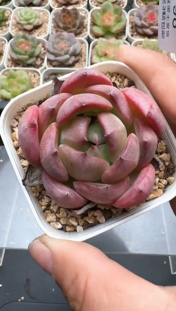 198C云禹多肉植物 带盆土纸巾打包 3颗包邮