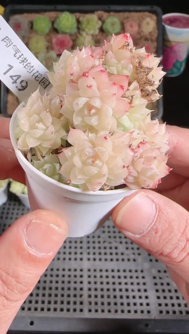 1127-149群生不包整