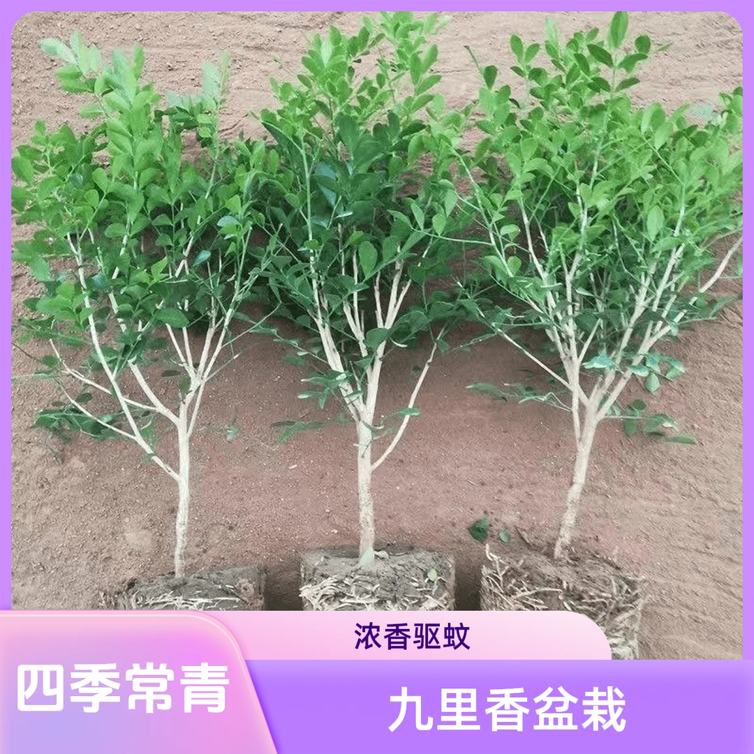 九里香单颗盆栽千里香四季常青浓香型花卉室内外庭院驱蚊植物正宗