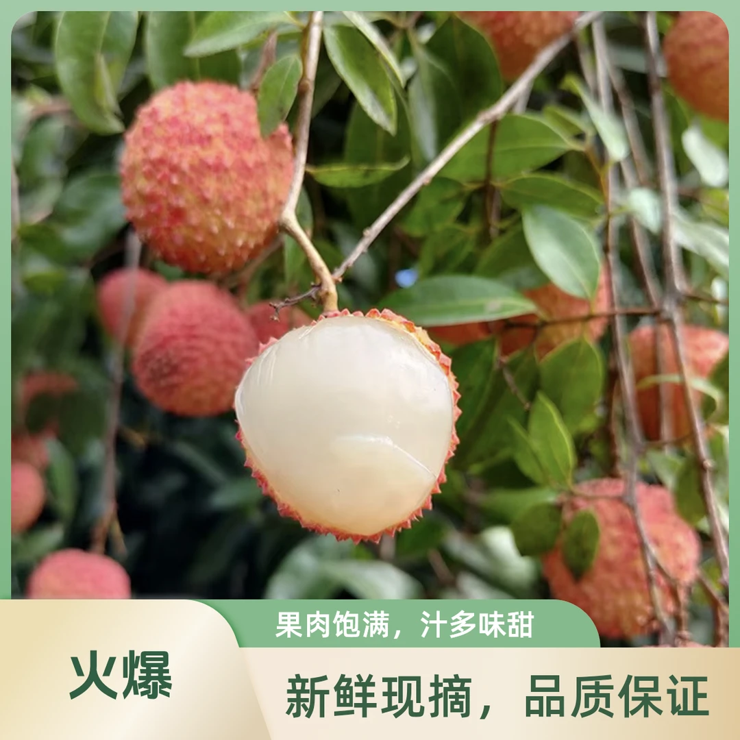 【明日达】广东高州荔枝白糖罂5斤新鲜采摘现货直发顺丰冷链包邮到家次日达