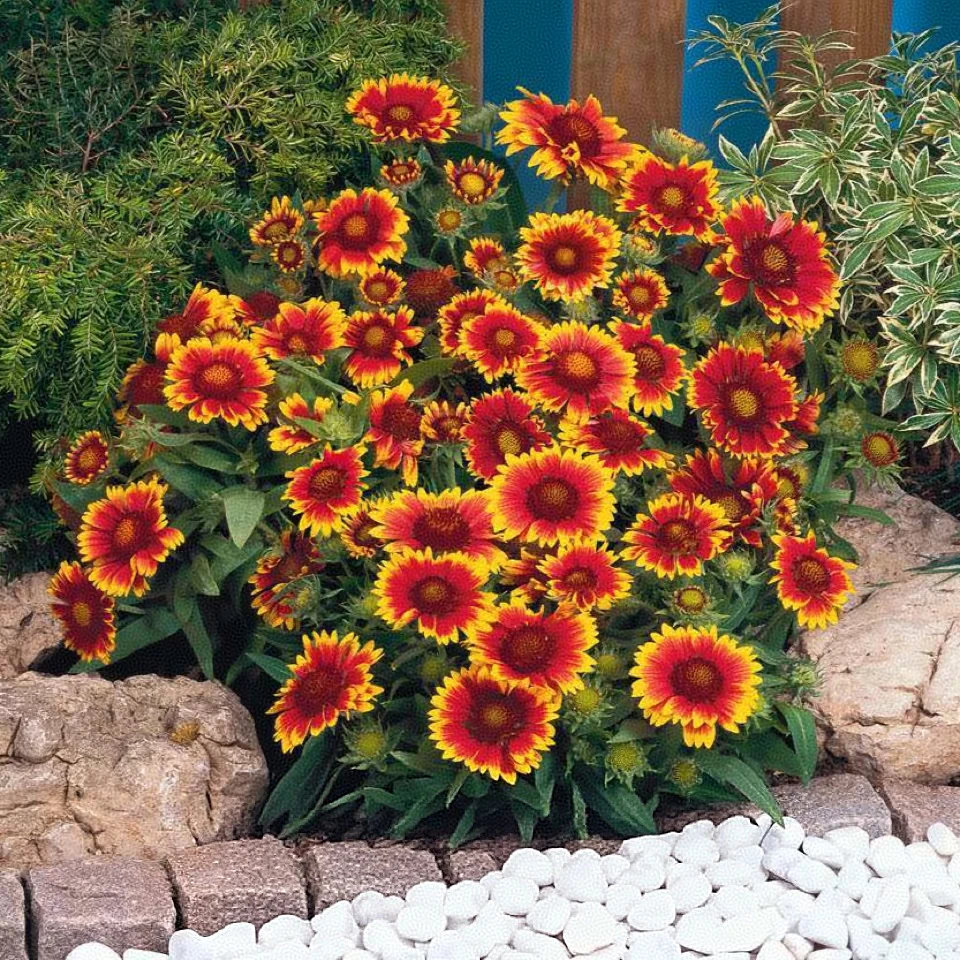 【天人菊】110盆包邮六盆耐旱耐寒多年宿根庭院盆栽地栽