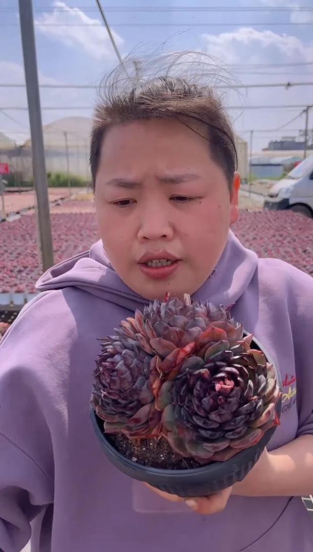 【闪购商品】1-挑满杯三头起蓝色妖姬带盆土9.99