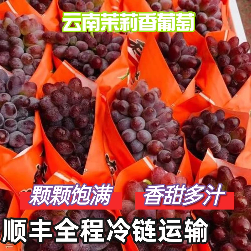 【顺丰冷链包邮】云南高山茉莉香葡萄新鲜上市优质严选现采现摘现发