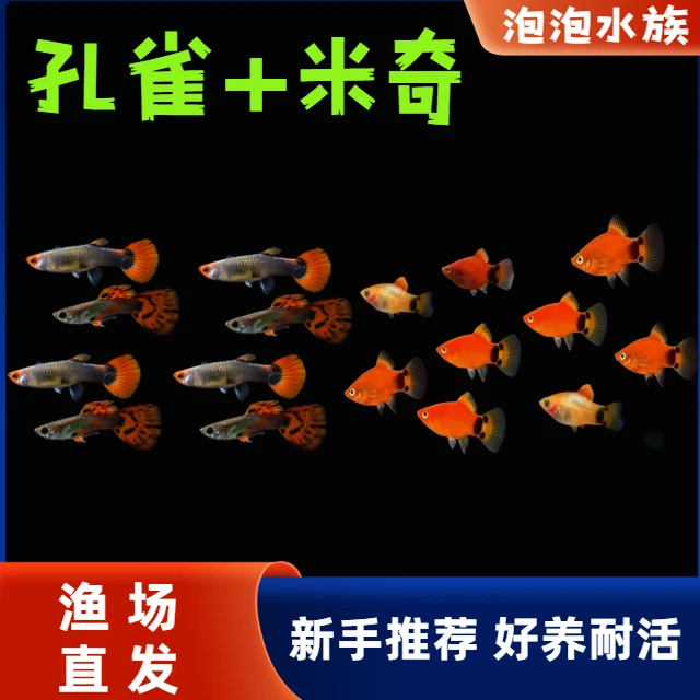 【孔雀+米奇】红米奇鱼小型热带淡水观赏鱼好养耐活适合新手
